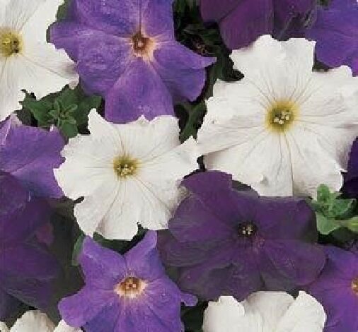 50 Seeds Pelleted Dreams Waterfall Mix Water Fall Mix Petunia (Seeds)