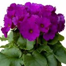 50 Seeds Primrose Seeds Primula Obconica Original Violet (Seeds)