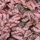 50 Seeds Hypoestes Seeds Hypoestes Confetti Pink (Seeds)