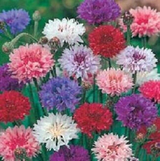 1,000 Seeds Bachelors Button Seeds Polka Dot Mix (Seeds)