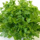 500 Seeds Chervil Seeds Curled HERB (Seeds)
