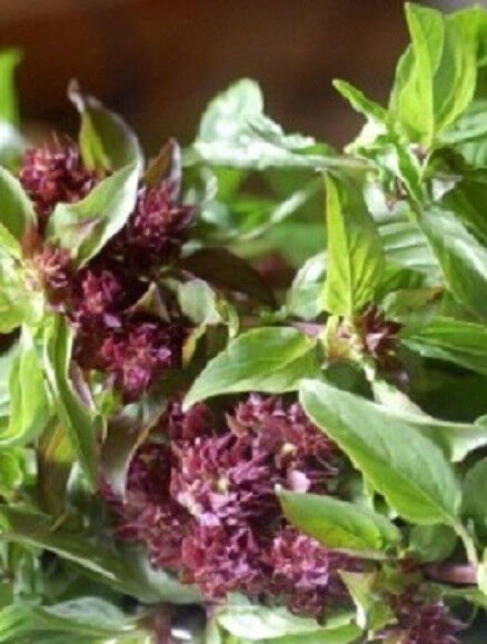 1,000 Seeds Licorice Basil Seeds Herb (Seeds)