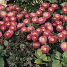 25 Seeds Pelleted Seeds Bellis Speedstar Rose English Daisy (Seeds)