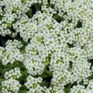 100 Seeds Alyssum Seeds Wonderland White Ground Cover (Seeds)