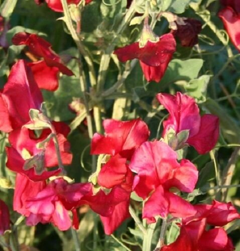 50 Seeds Sweet Pea Winter Elegance Scarlet SWEET PEA (Seeds)