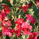 50 Seeds Sweet Pea Winter Elegance Scarlet SWEET PEA (Seeds)