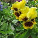 50 Seeds Pansy Seeds Frizzle Sizzle Yellow FLOWER SEEDS (Seeds)