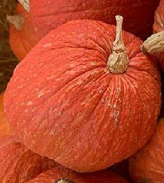 25 Seeds Squash Seeds Warty Red Squash (Seeds)