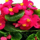50 Seeds Pelleted Begonia Seeds Hot Tip Rose (Seeds)