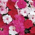 50 Seeds Impatiens Seeds Accent Peppermint Mix Impatiens (Seeds)