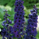 50 Seeds Delphinium Seeds Black Knight FLOWER (Seeds)