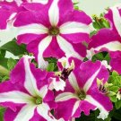 50 Seeds Petunia Seeds Candypops Rose Star Pelleted (Seeds)