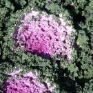 50 Seeds Ornamental Kale Seeds Nagoya Rose Flowering Kale (Seeds)