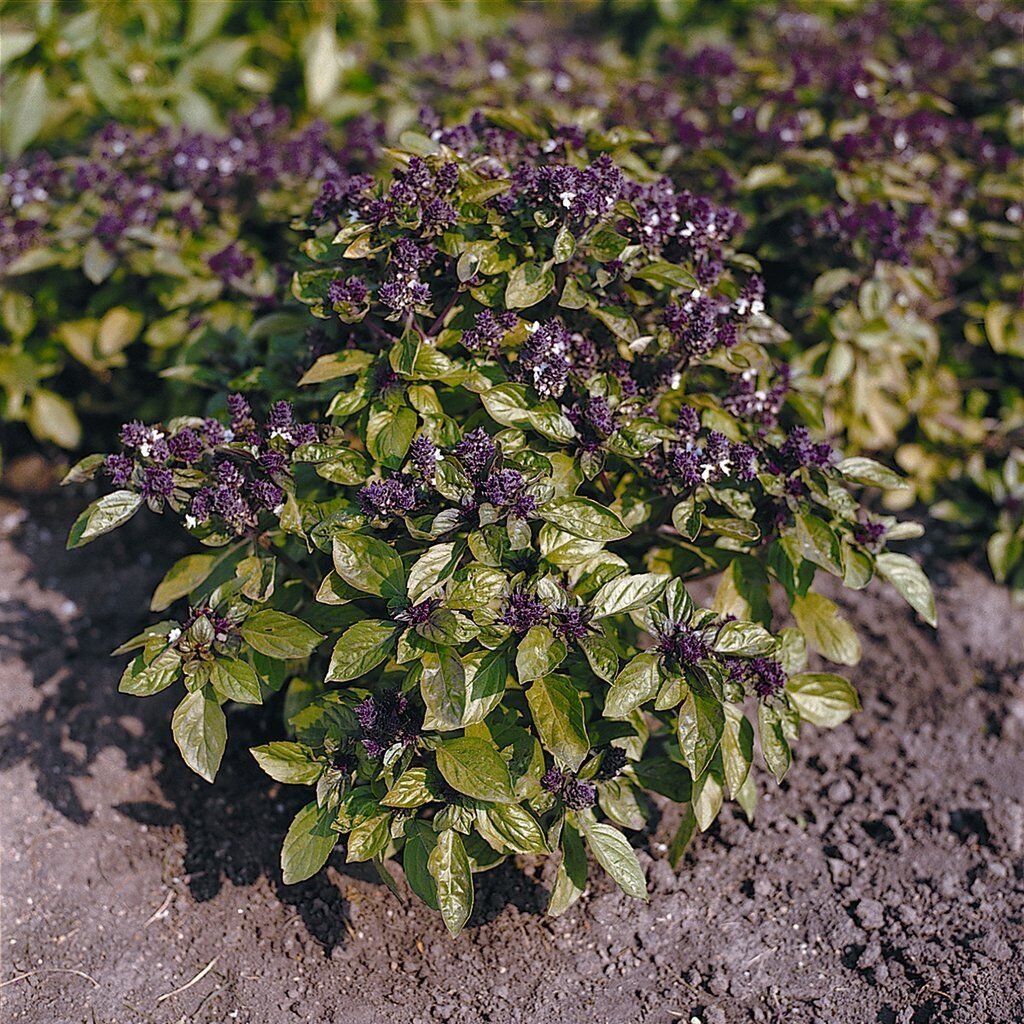 50 Seeds Basil Seeds Basil Patio Rascal Herb Seeds Ornamental Basil (Seeds)