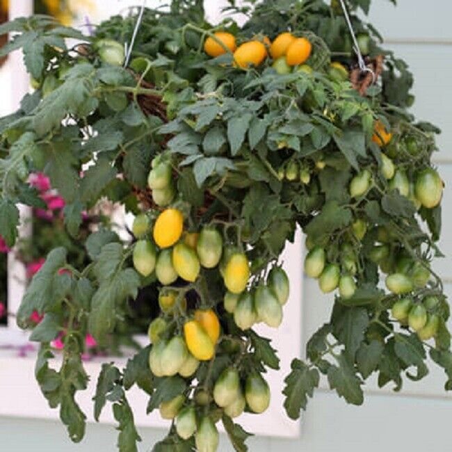 25 Seeds Tomato Seeds Tomato Peardrops Cascading Tomato (Seeds)