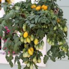 25 Seeds Tomato Seeds Tomato Peardrops Cascading Tomato (Seeds)