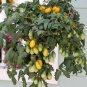 25 Seeds Tomato Seeds Tomato Peardrops Cascading Tomato (Seeds)