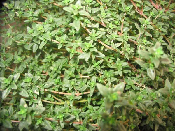1,000 Seeds Thyme Seeds Common Thyme Herb (Seeds)
