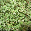 1,000 Seeds Thyme Seeds Common Thyme Herb (Seeds)