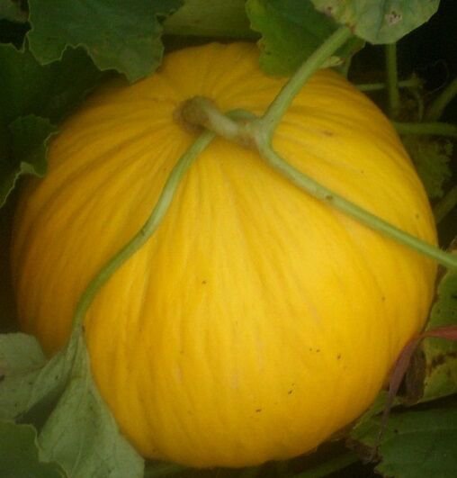 100 Seeds Crenshaw Melon (Seeds)
