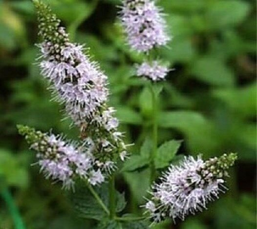 100 Seeds Peppermint Seeds Herb (Seeds)