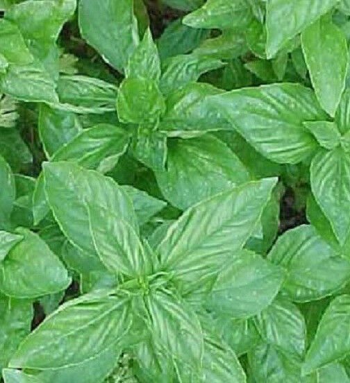 3,000 Seeds Sweet Basil Seeds HERB (Seeds)