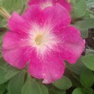 50 Seeds Pelleted Petunia Seeds Celebrity pink Morn (Seeds)