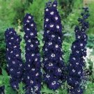 50 Seeds Delphinium Seeds Pacific Giant King Arthur Flower Seeds (Perennial) (Seeds)