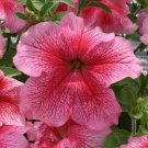 50 Seeds Pelleted Seeds Prism Strawberry Sundae Petunia (Seeds)
