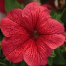 50 Seeds Pelleted Limbo Red Vein Petunia Seeds FLOWER (Seeds)