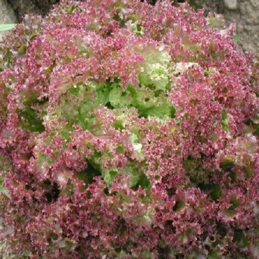 3,000 Seeds Leaf Lettuce Seeds Lolla Rossa (Seeds)