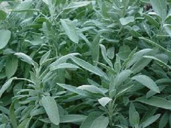 100 Seeds Broad Leaf Sage Seeds Herb Seeds (Perennial) (Seeds)