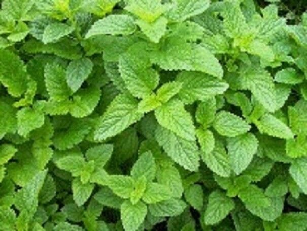 500 Seeds Lemon Balm Seeds HERB (Seeds)