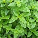 500 Seeds Lemon Balm Seeds HERB (Seeds)