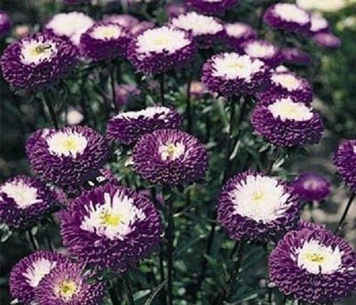 100 Seeds Aster Seeds Pompon Blue FLOWER (Seeds)