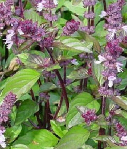 250 Seeds Cinnamon Basil Seeds Herb (Seeds)