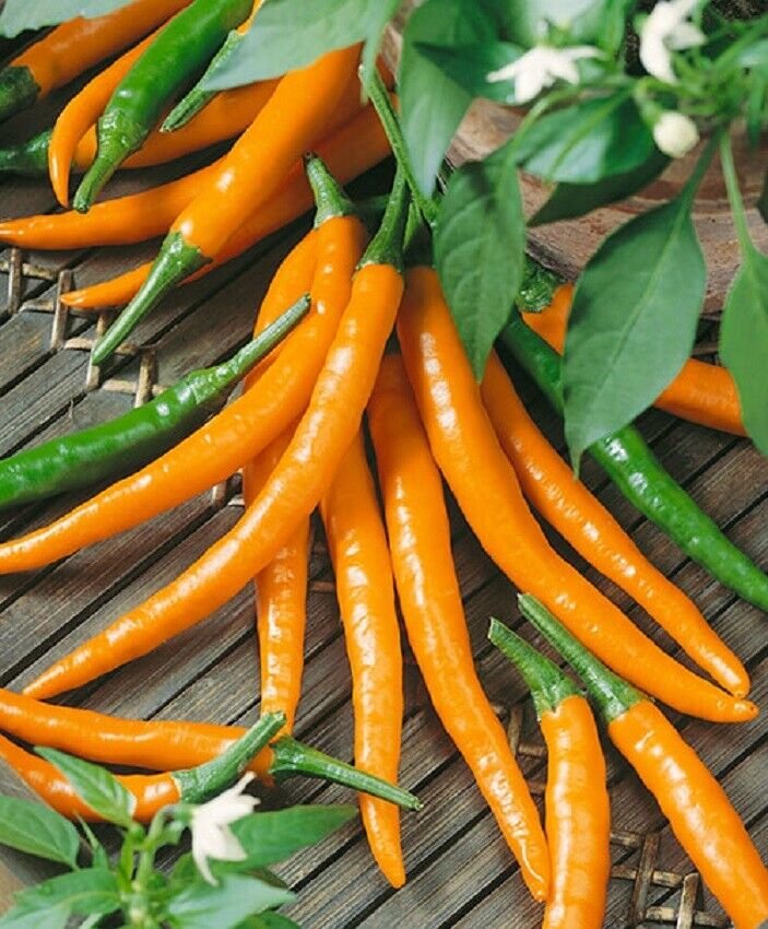 250 Seeds Pepper Seeds Cayenne Orange Pepper Seeds Bulk (Seeds)