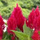 50 Seeds Celosia Seeds Higro Rose (Seeds)