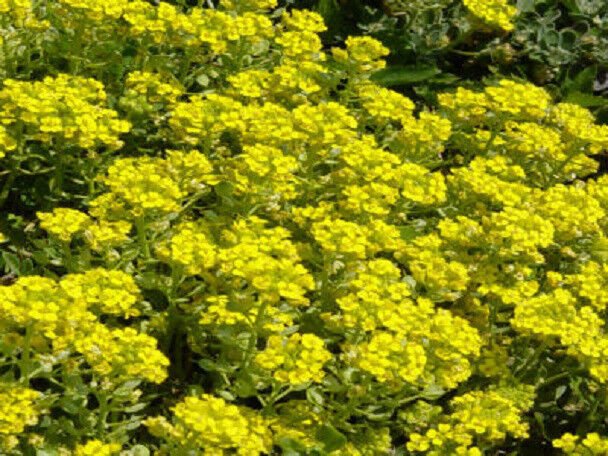 100 Seeds Alyssum Seeds Quick Gold Ground Cover (Seeds)