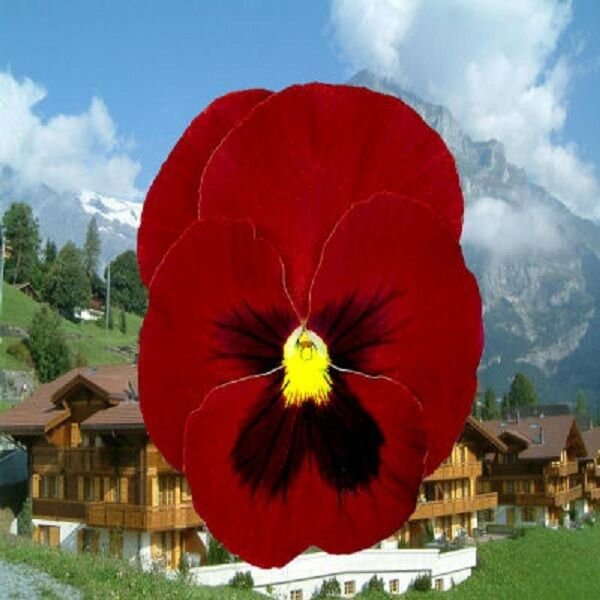 50 Seeds Pansy Seeds Giant Clear Ruby FLOWER (Seeds)