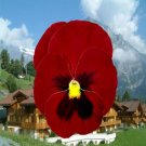 50 Seeds Pansy Seeds Giant Clear Ruby FLOWER (Seeds)