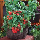 50 Seeds Tomato Seeds Red Robin Tomato Garden Starts Vegetable (Seeds)