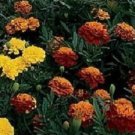 50 Seeds Marigold Janie Mix French Marigold (Seeds)