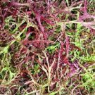 500 Seeds Mustard Mizuna Seeds Red Streaks Garden (Seeds)