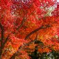 10 Seeds RED JAPANESE MAPLE Tree Ornamental Acer Palmatum (Seeds)