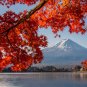 10 Seeds RED JAPANESE MAPLE Tree Ornamental Acer Palmatum (Seeds)