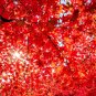 10 Seeds RED JAPANESE MAPLE Tree Ornamental Acer Palmatum (Seeds)