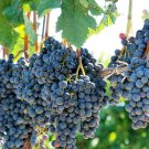 10 Seeds Purple CONCORD GRAPE Fruit Vine Vitis Labrusca White Flower (Seeds)