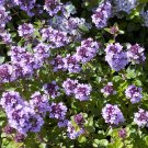 1000 Seeds LEMON THYME Thymus Pulegioides Herb Flower (Seeds) 1000 Seeds LEMON THYME Thymus Pulegioides Herb Flower (Seeds)