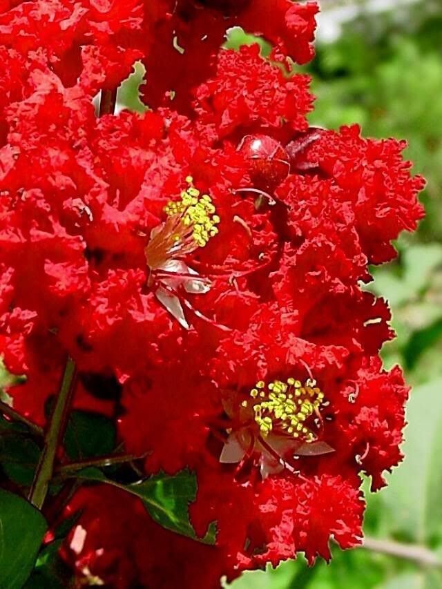 35 Seeds RED CREPE MYRTLE Crape Tree Shrub Lagerstroemia Indica Flower (Seeds)